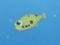 A small green spotted puffer in the Coral Garden tank.